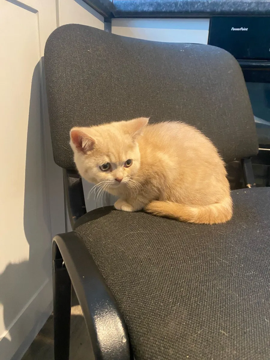 Pure bred British shorthair kittens 1female,2males - Image 3
