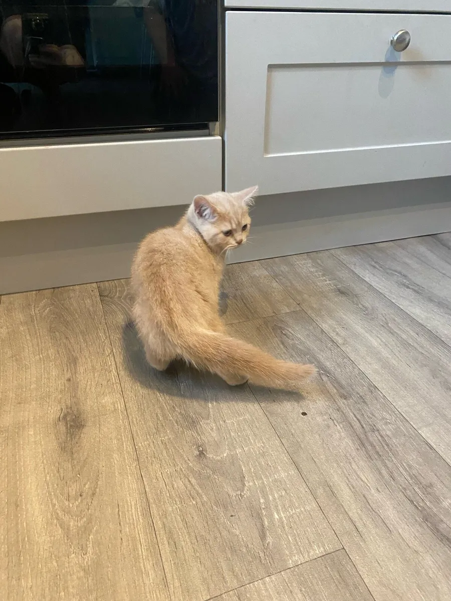 Pure bred British shorthair kittens 1female,2males - Image 4