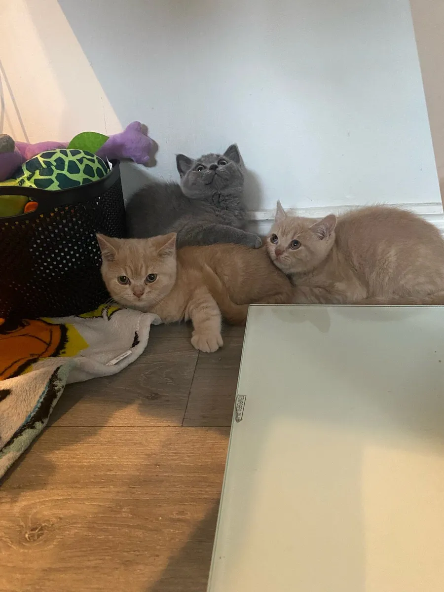 Pure bred British shorthair kittens 1female,2males - Image 1