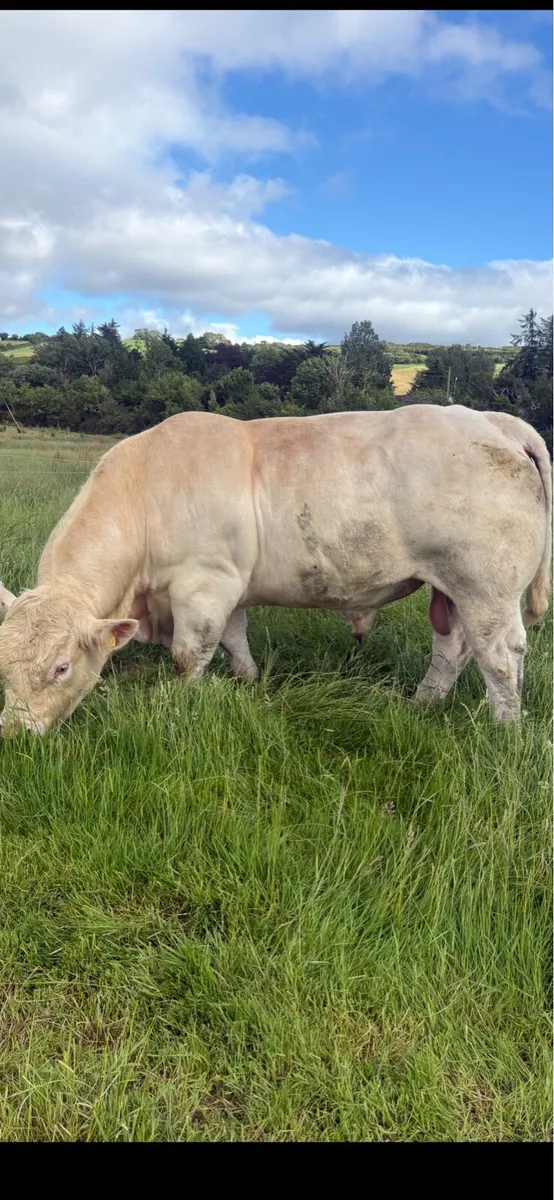5 ⭐️Charolais bull - Image 1