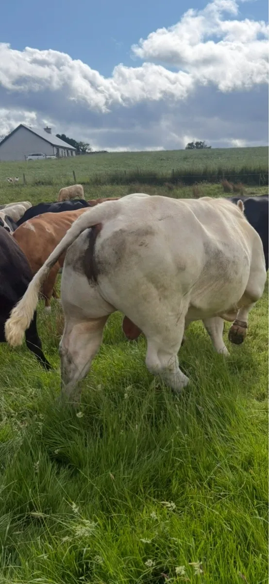 5 ⭐️Charolais bull - Image 2