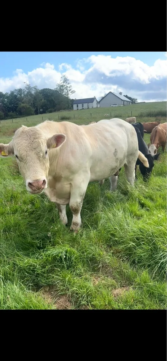 5 ⭐️Charolais bull - Image 3
