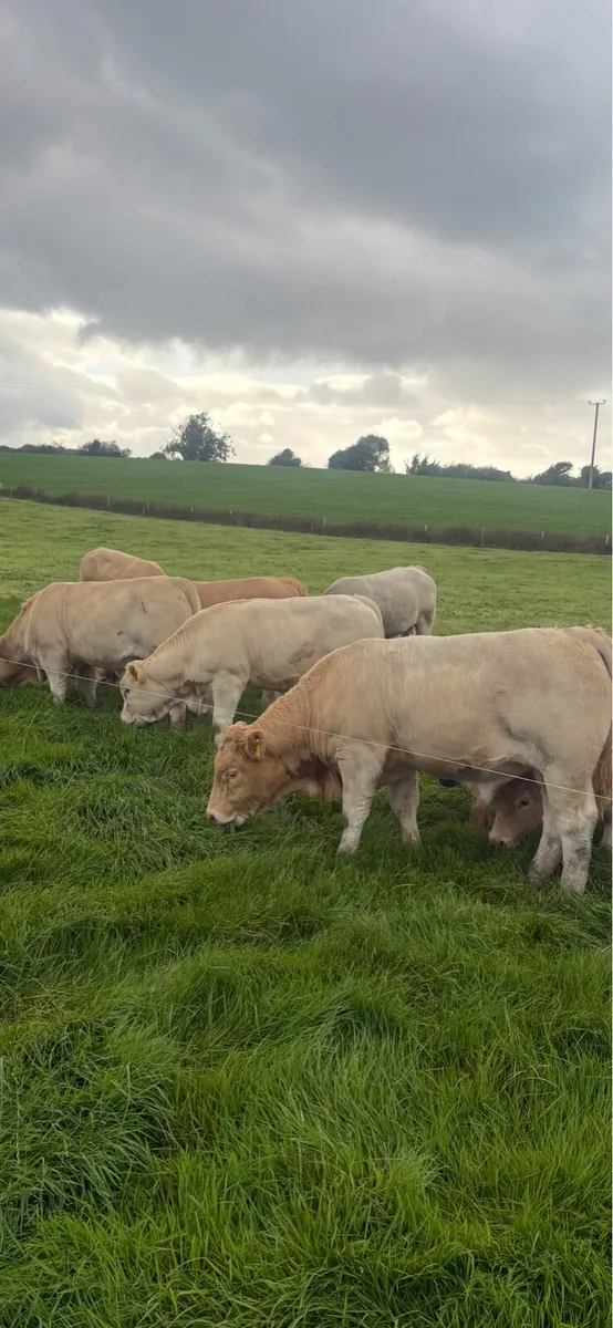 5 ⭐️Charolais bull - Image 4