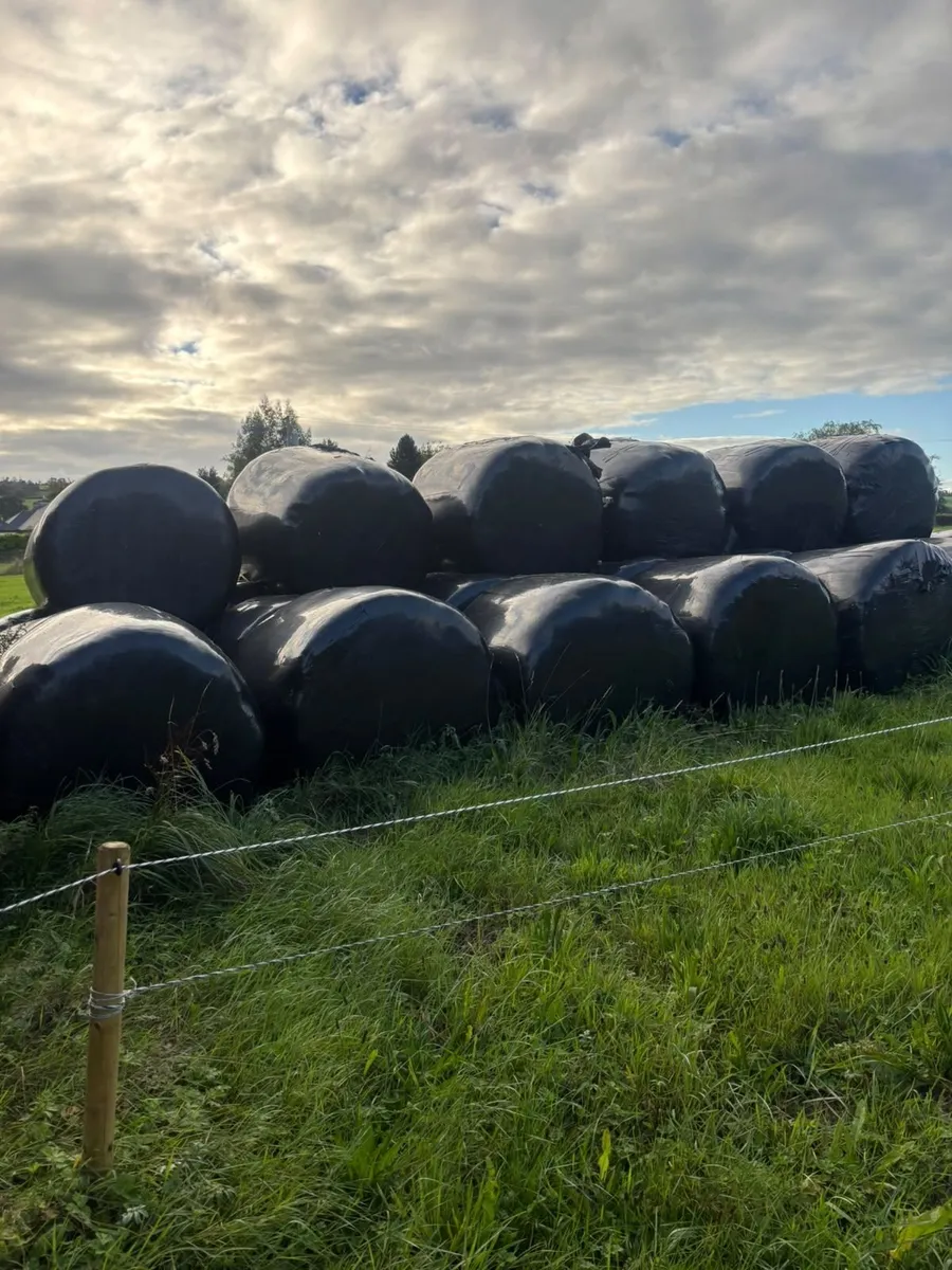 Round bales of silage - Image 2