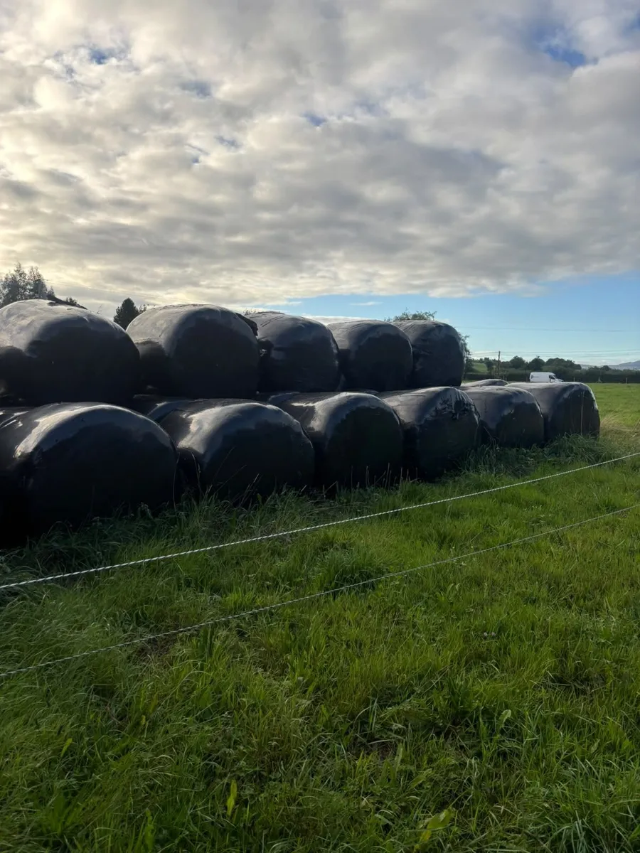 Round bales of silage - Image 3