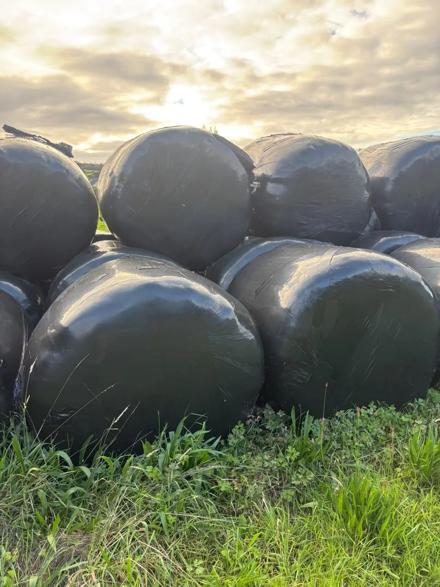 Round bales of silage - Image 4