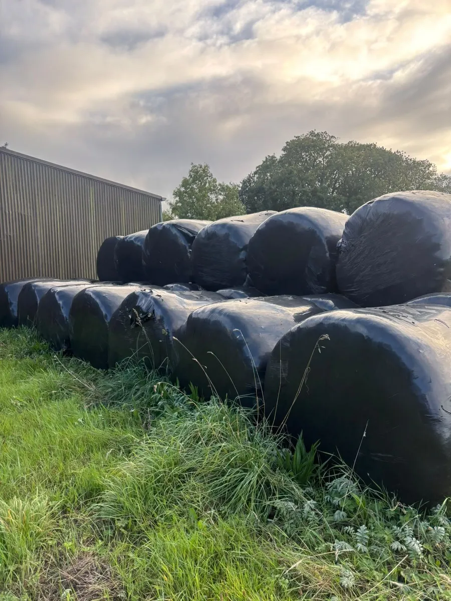 Round bales of silage - Image 1