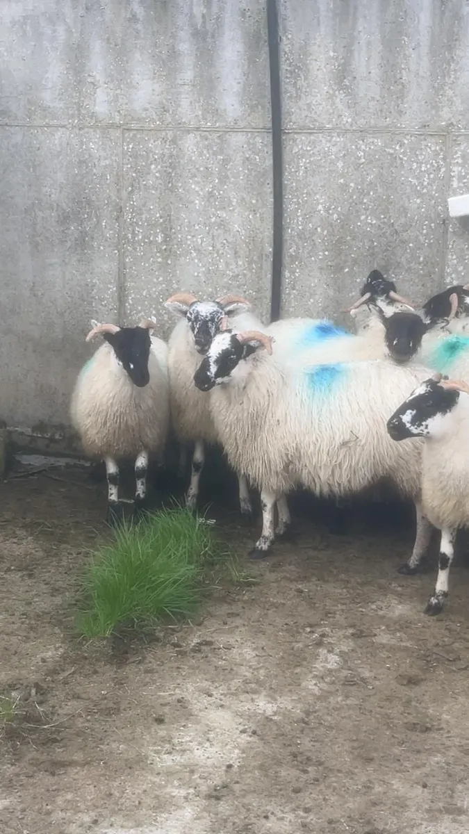 Sheep - Image 1