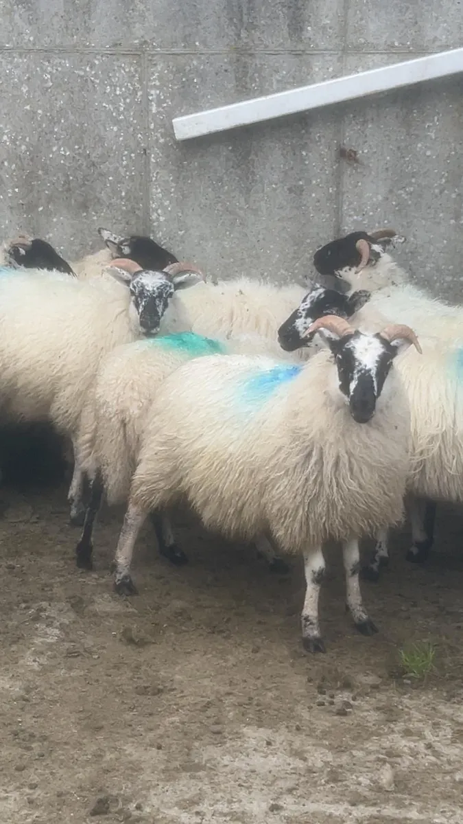Sheep - Image 2