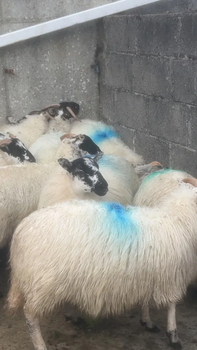 Sheep - Image 3