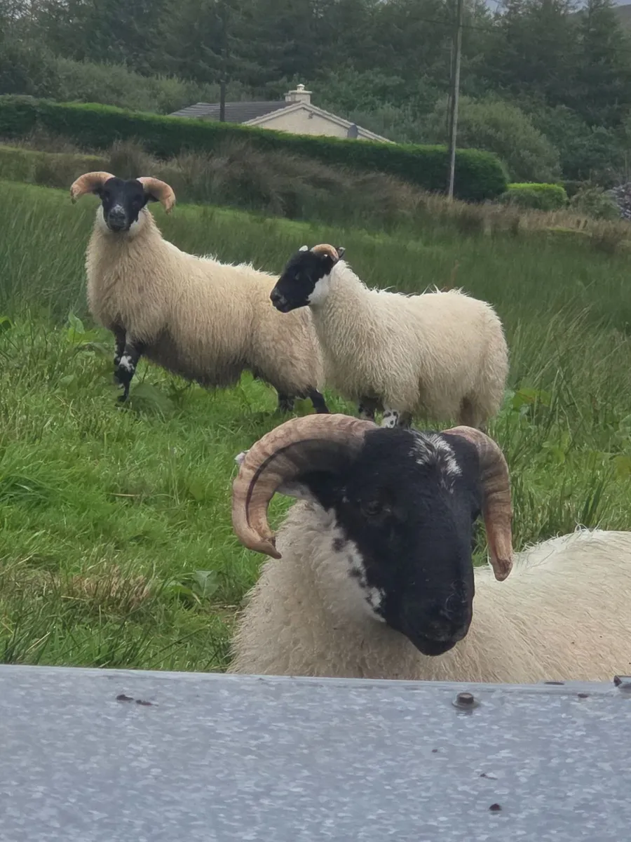 Sheep - Image 4