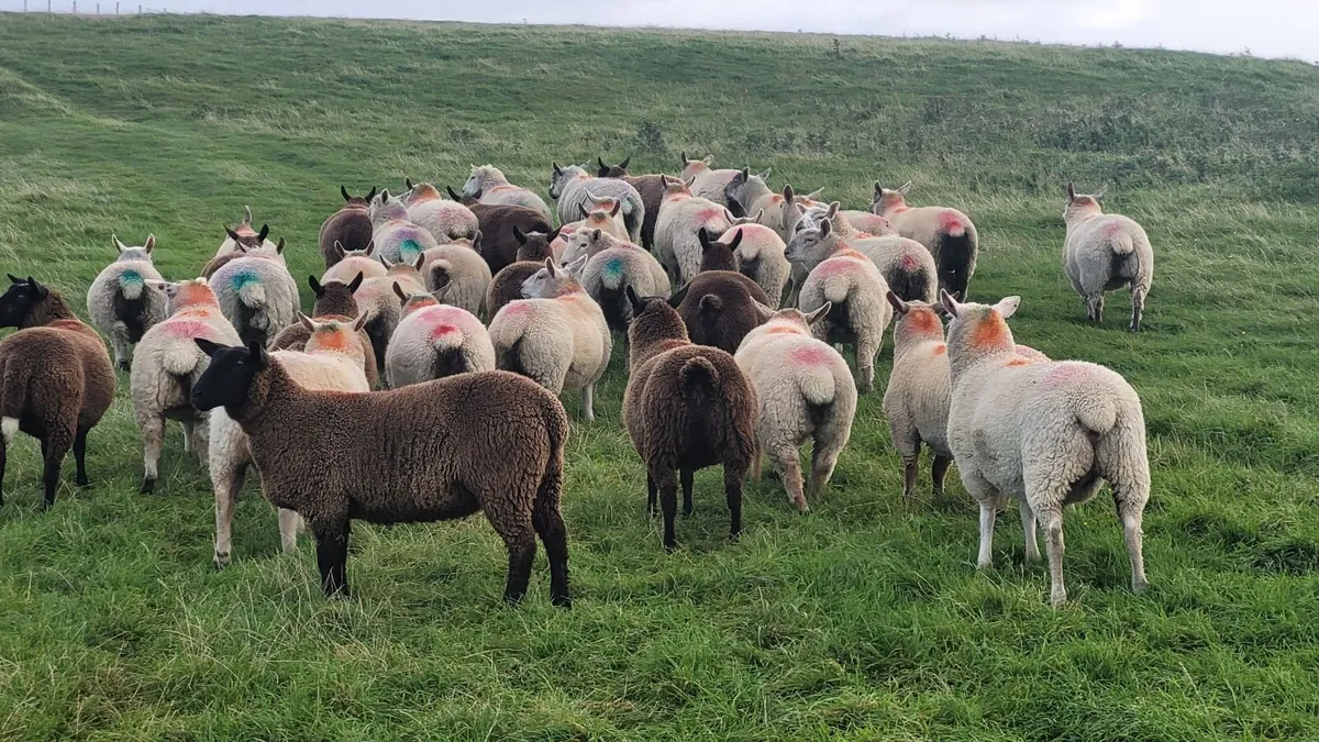 34 x Forward Store Lambs - Image 1