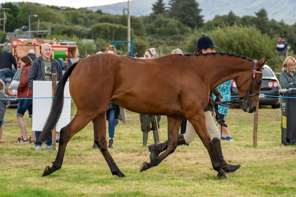 14.2 4yo Mare - Image 1