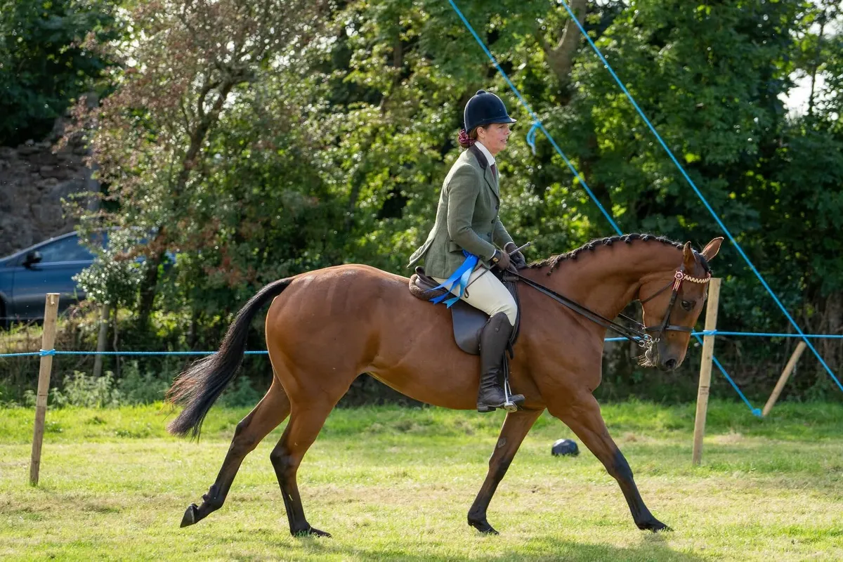 14.2 4yo Mare - Image 2