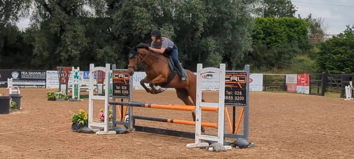 14.2 4yo Mare - Image 3