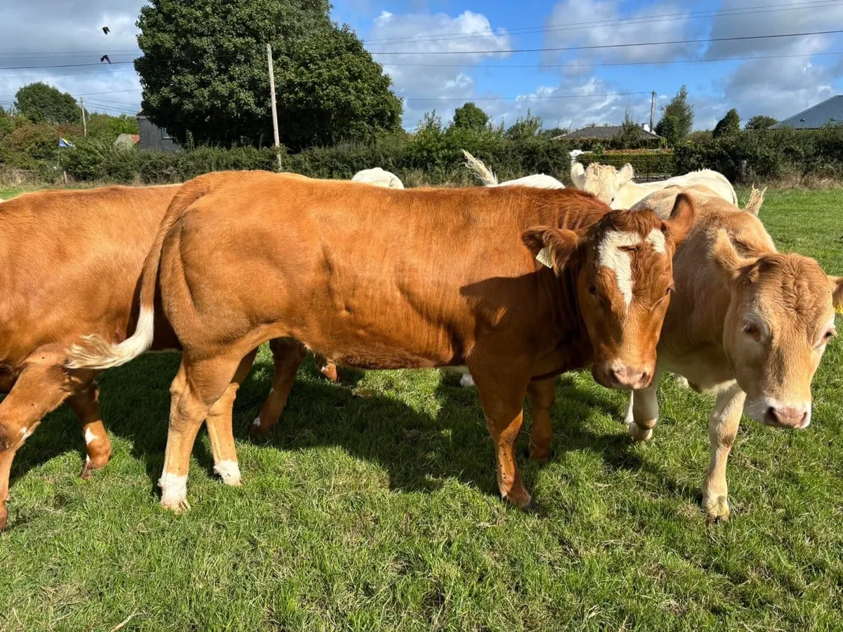 Blue x Blonde heifers - Image 2