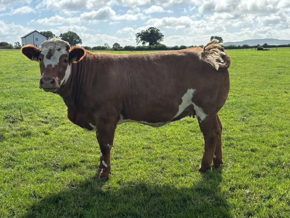 Blue x Blonde heifers - Image 3