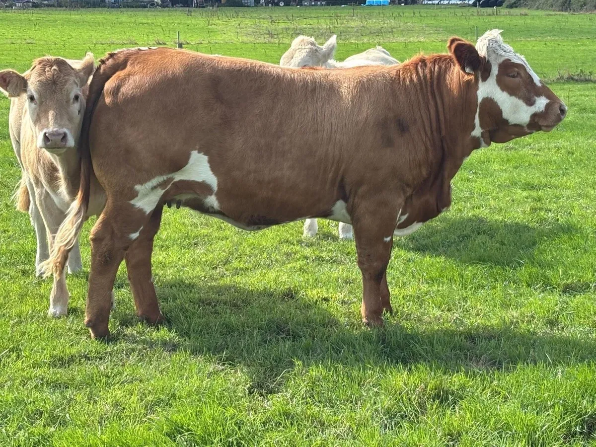 Blue x Blonde heifers - Image 4