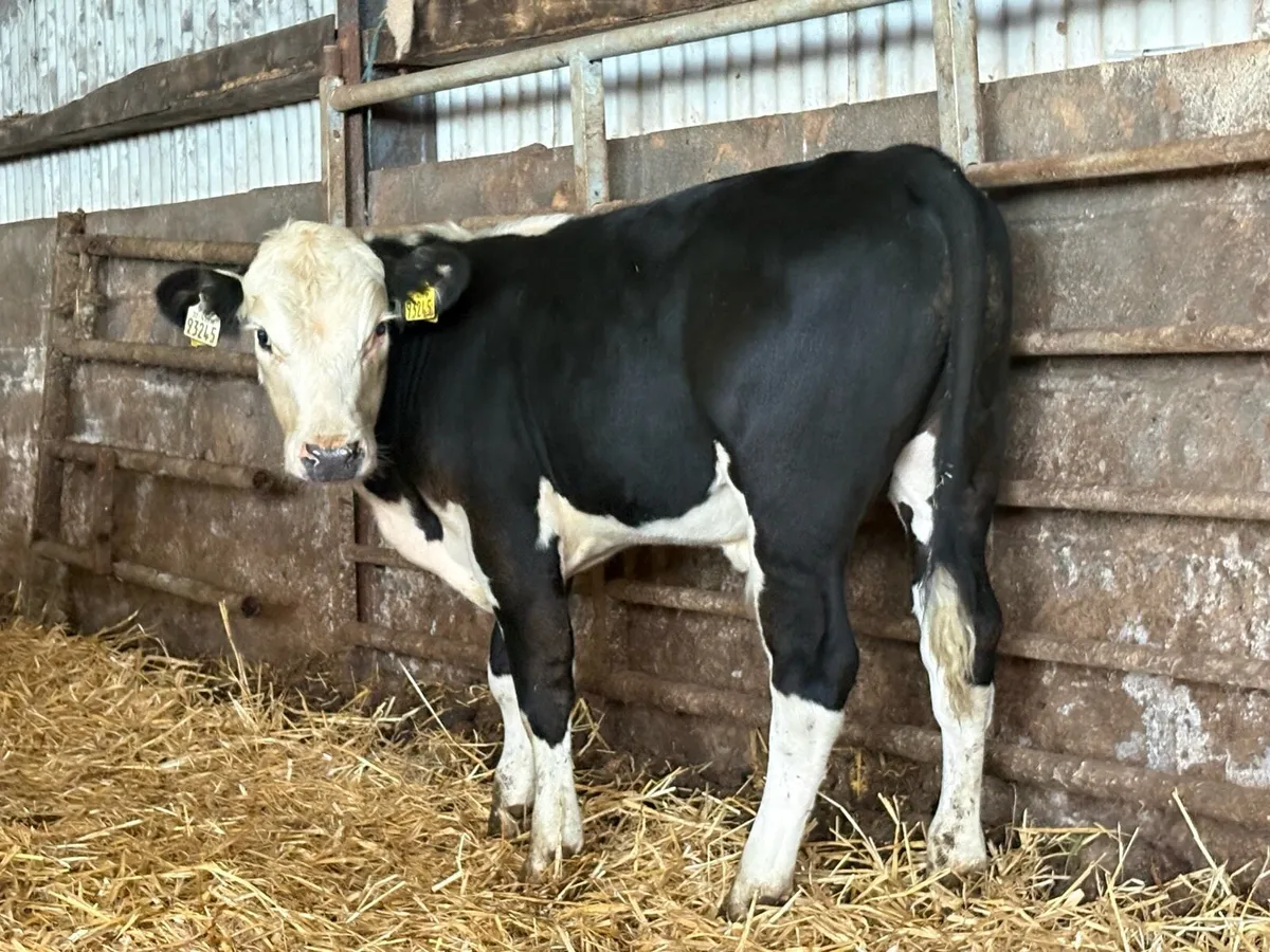 15 limousine and Hereford bull weanlings - Image 2