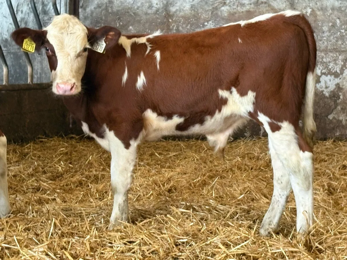 15 limousine and Hereford bull weanlings - Image 3