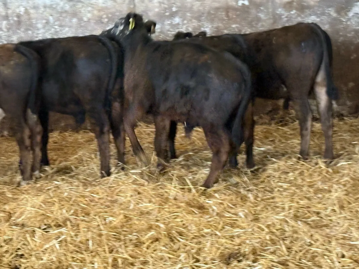 15 limousine and Hereford bull weanlings - Image 4