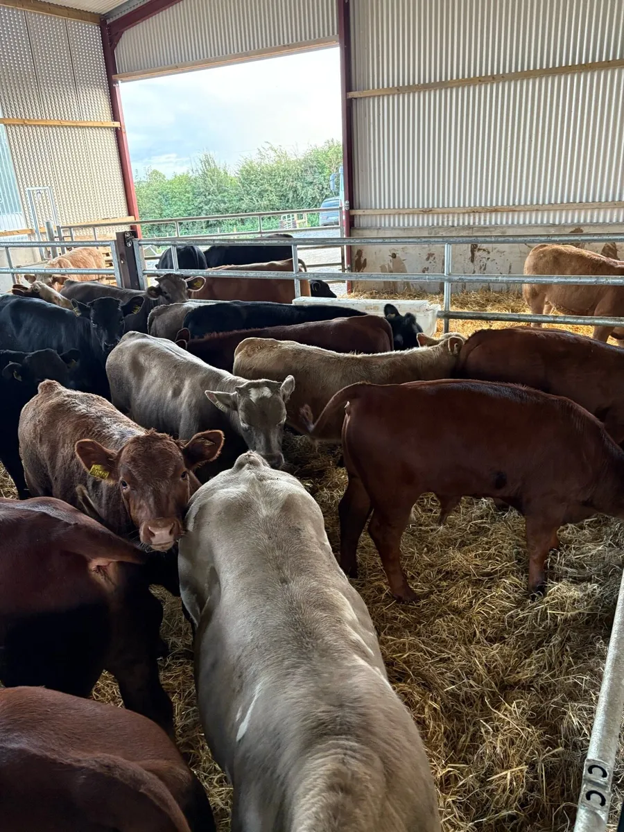 20 top quality 300kg continental bred bullocks 🔥 - Image 1