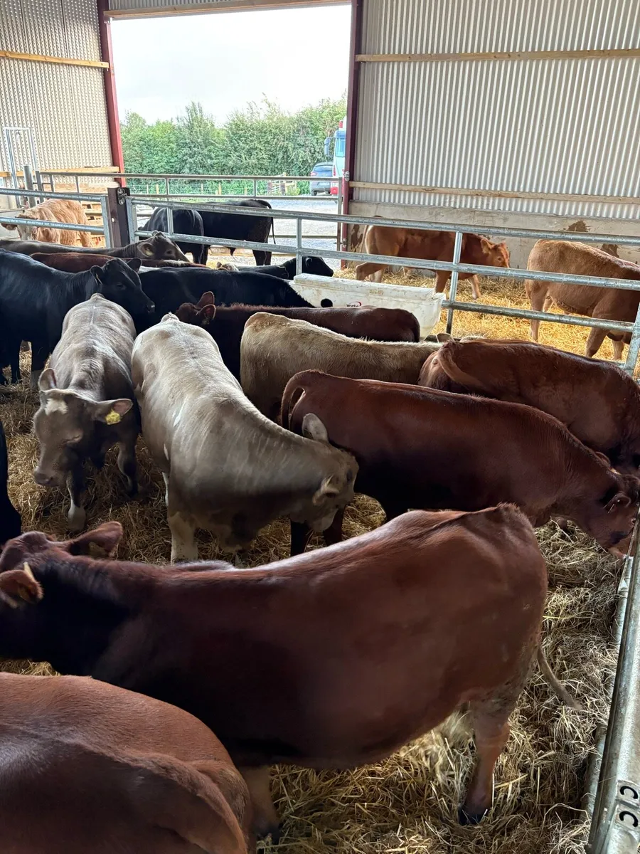 20 top quality 300kg continental bred bullocks 🔥 - Image 2