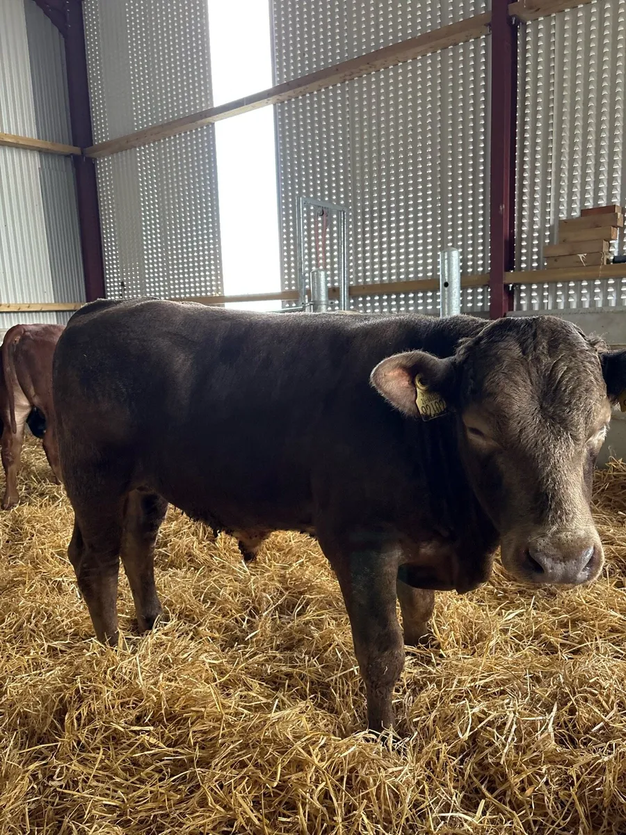 20 top quality 300kg continental bred bullocks 🔥 - Image 3