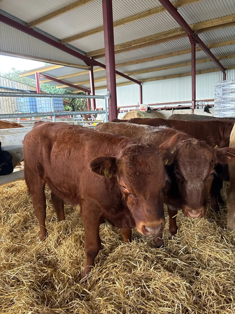 20 top quality 300kg continental bred bullocks 🔥 - Image 4
