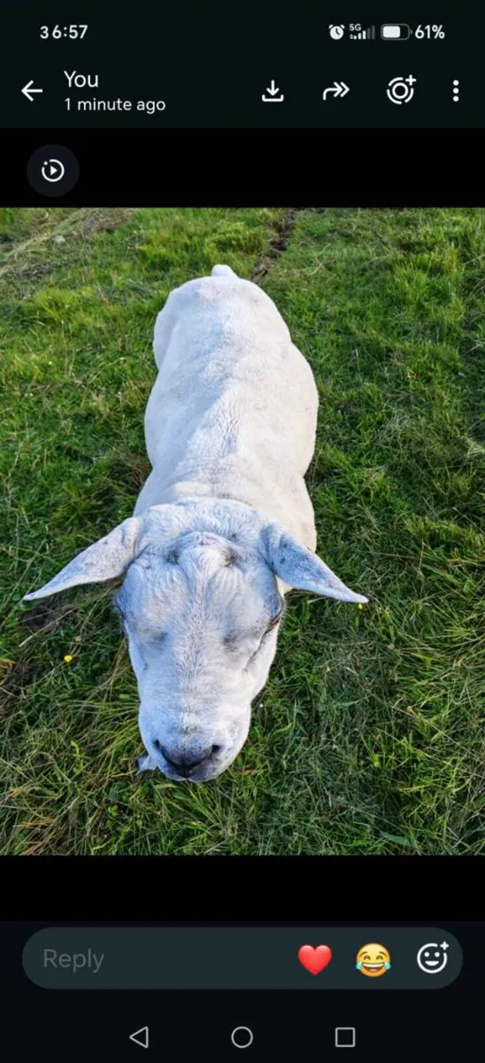 Texel Ram - Image 1