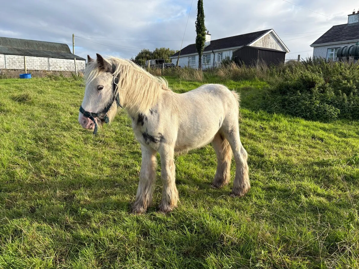Yearling - Image 1