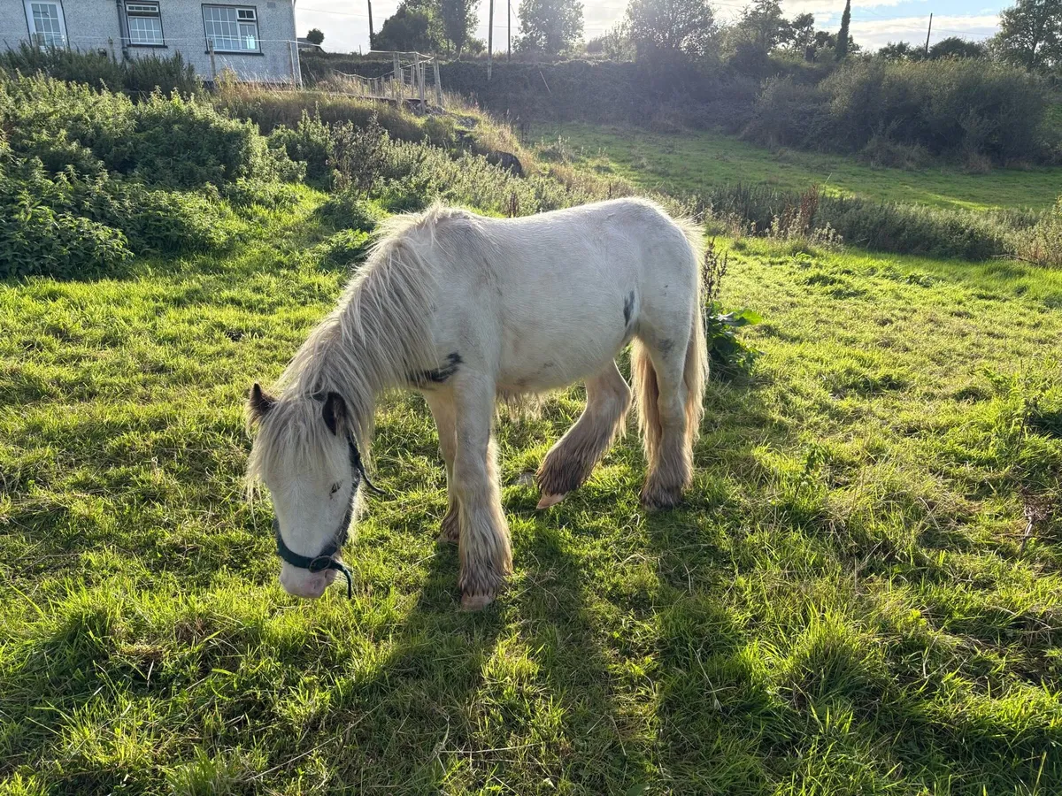 Yearling - Image 2