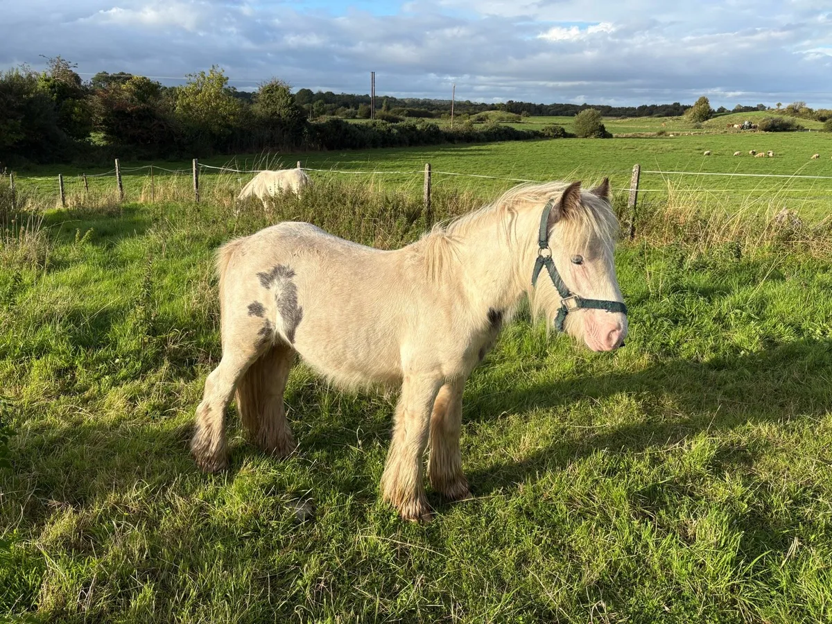 Yearling - Image 4