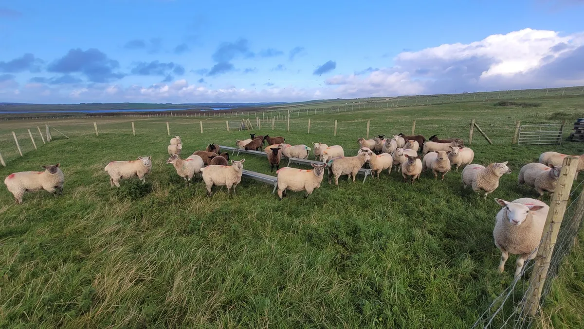 34 x Forward Store Lambs - Image 4