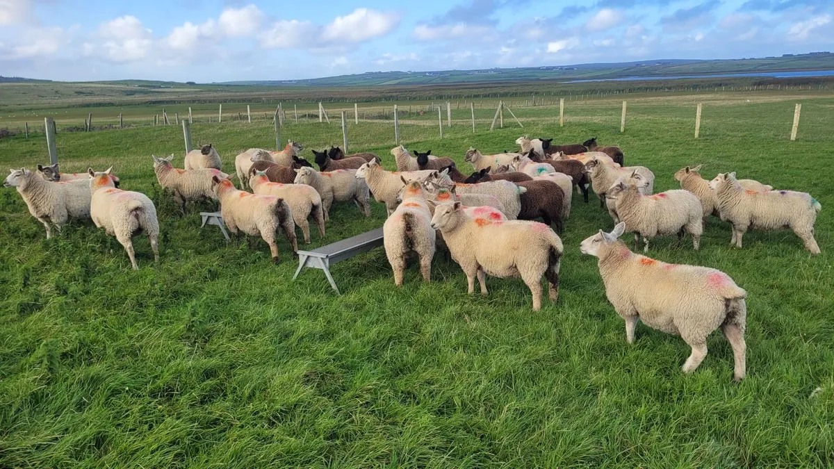 34 x Forward Store Lambs - Image 2