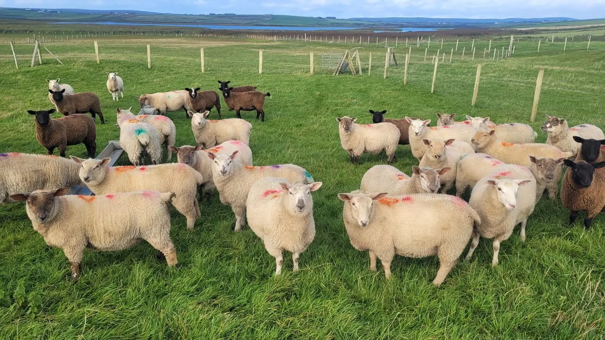 34 x Forward Store Lambs - Image 3