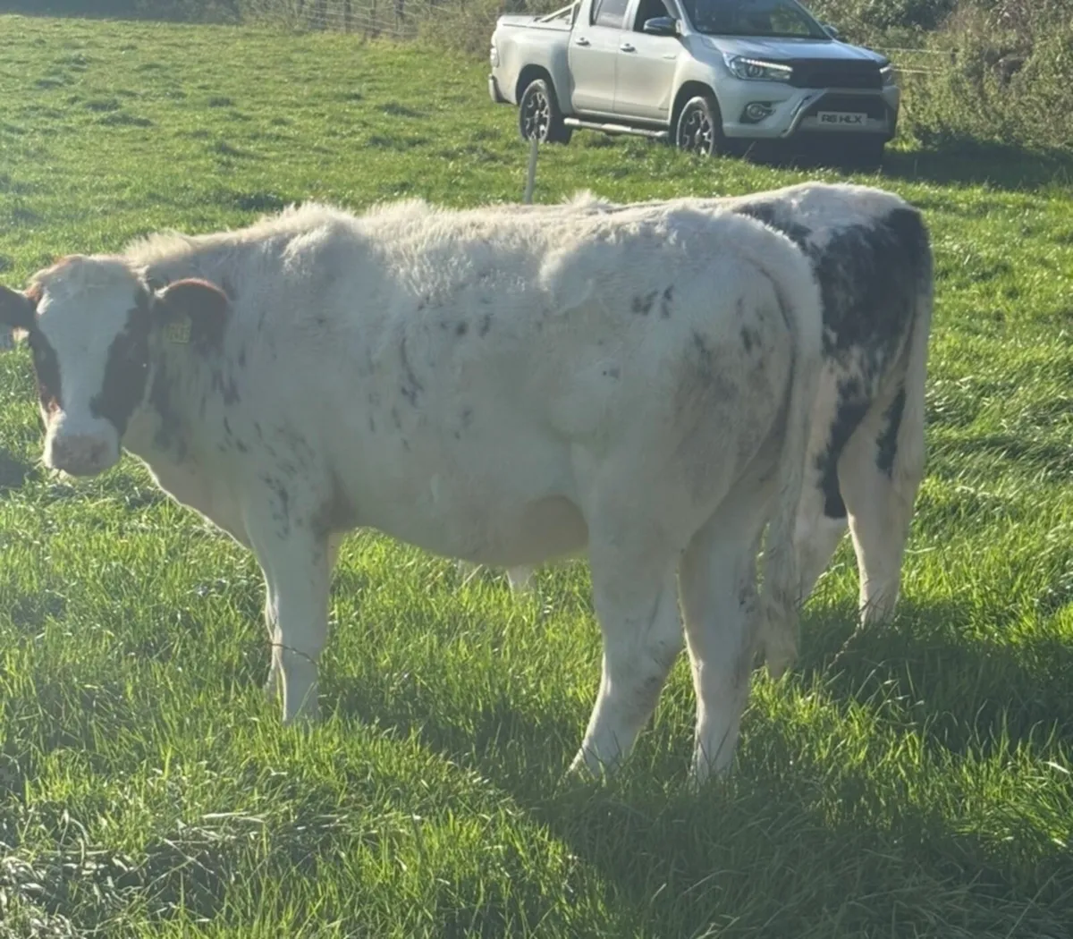 Heifers - Image 1