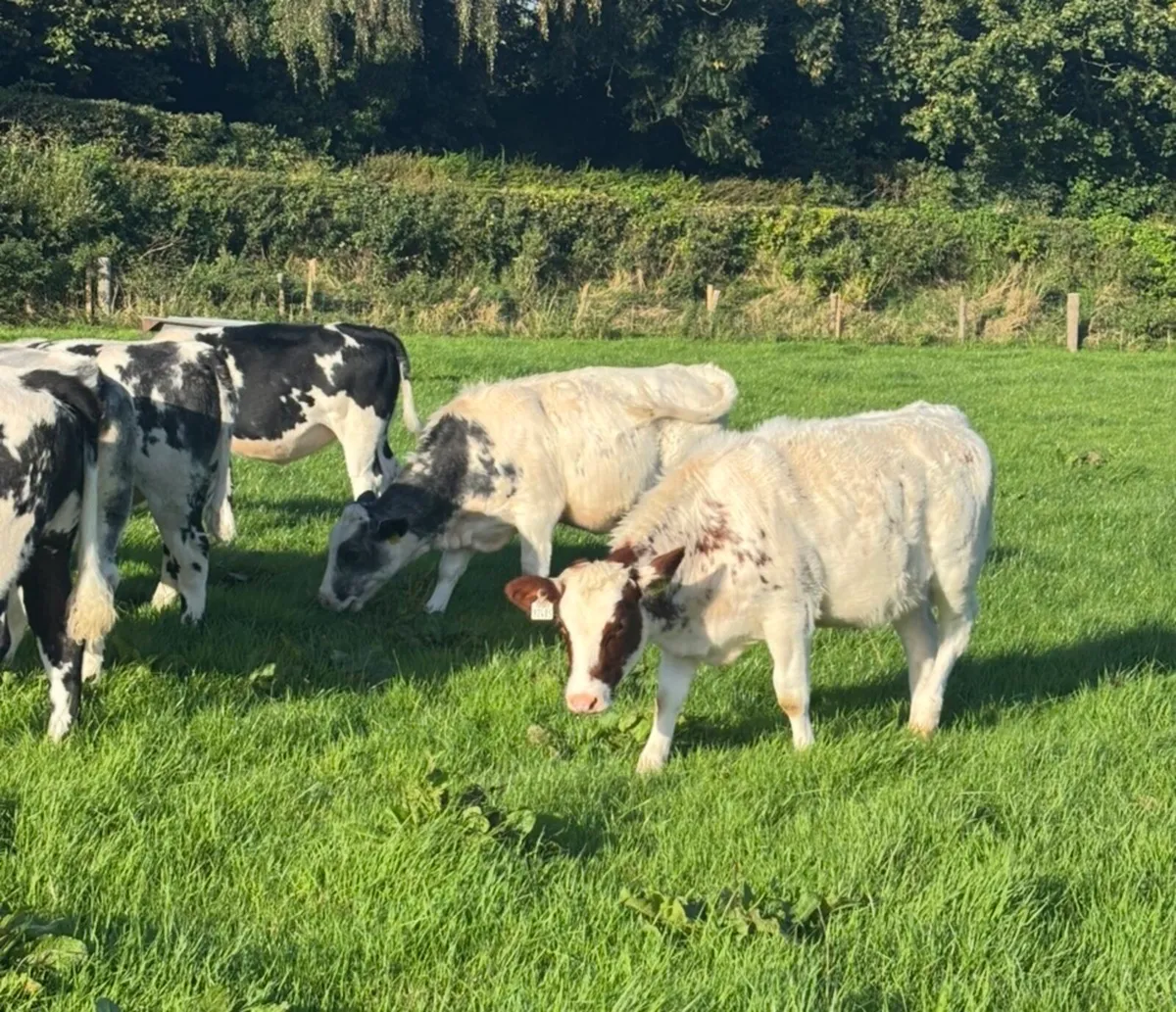 Heifers - Image 2