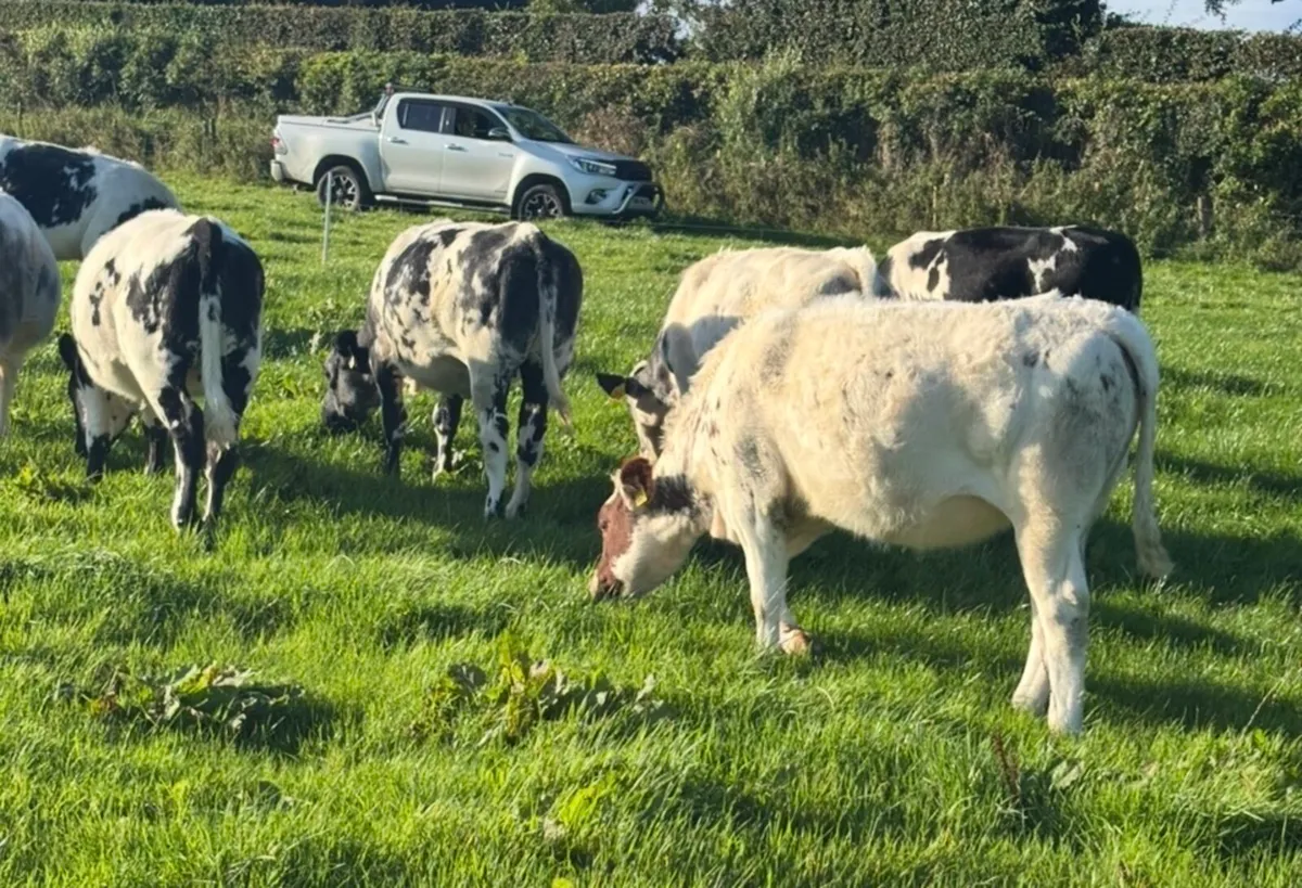 Heifers - Image 3