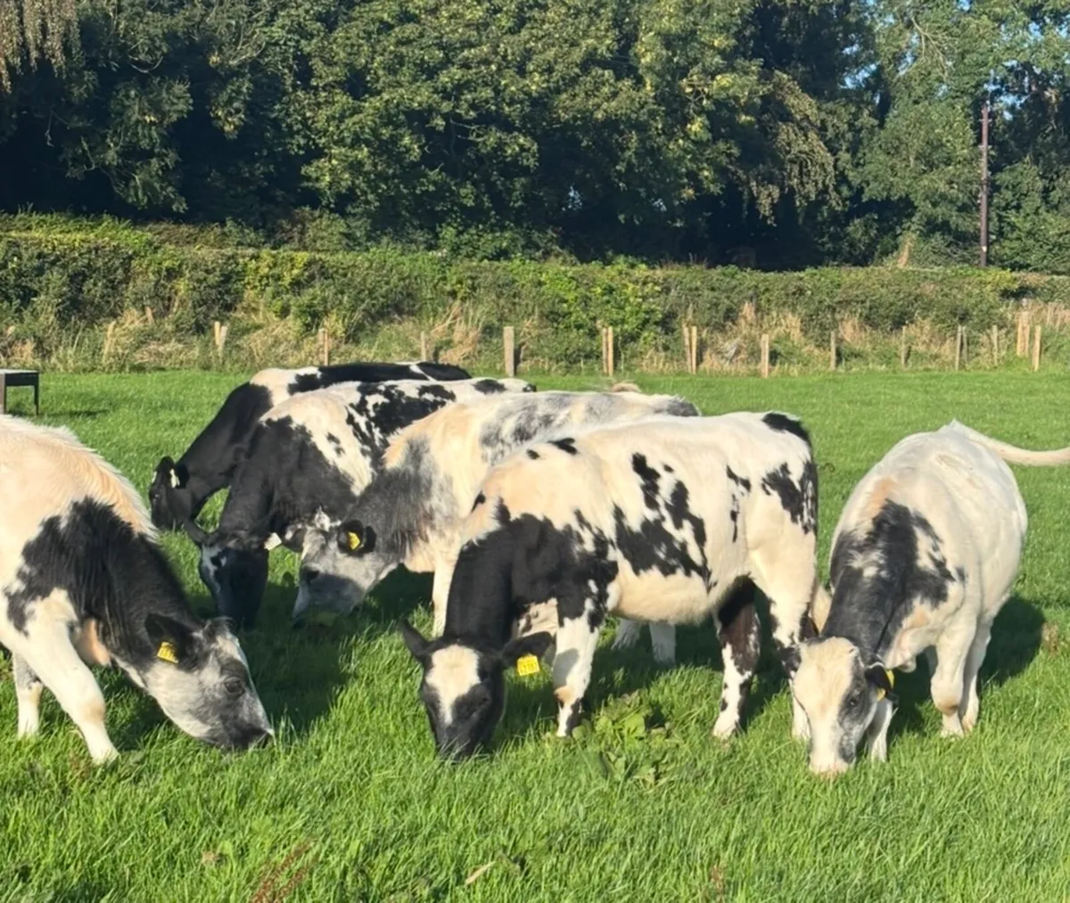 Heifers - Image 4