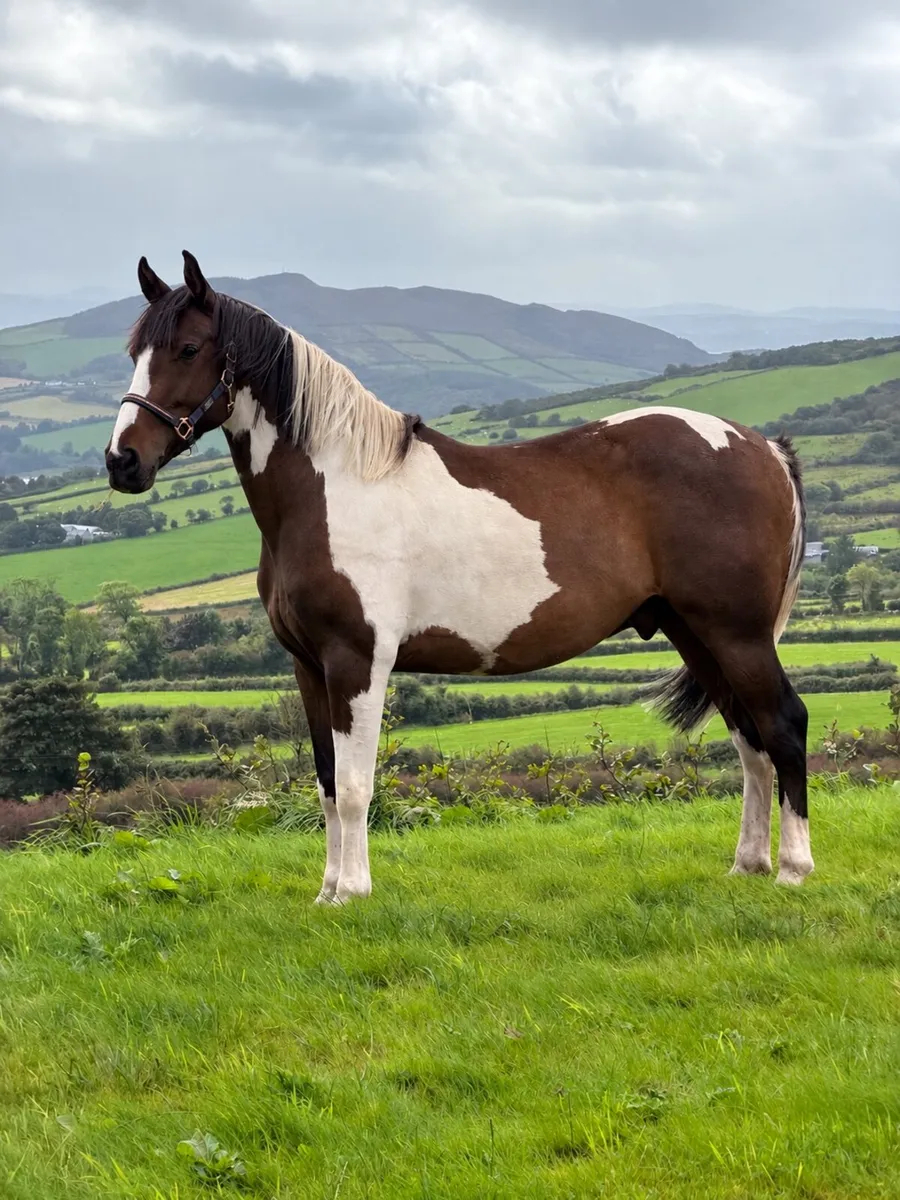 4 Year Old 15hh Skewbald Coloured Gelding - Image 1