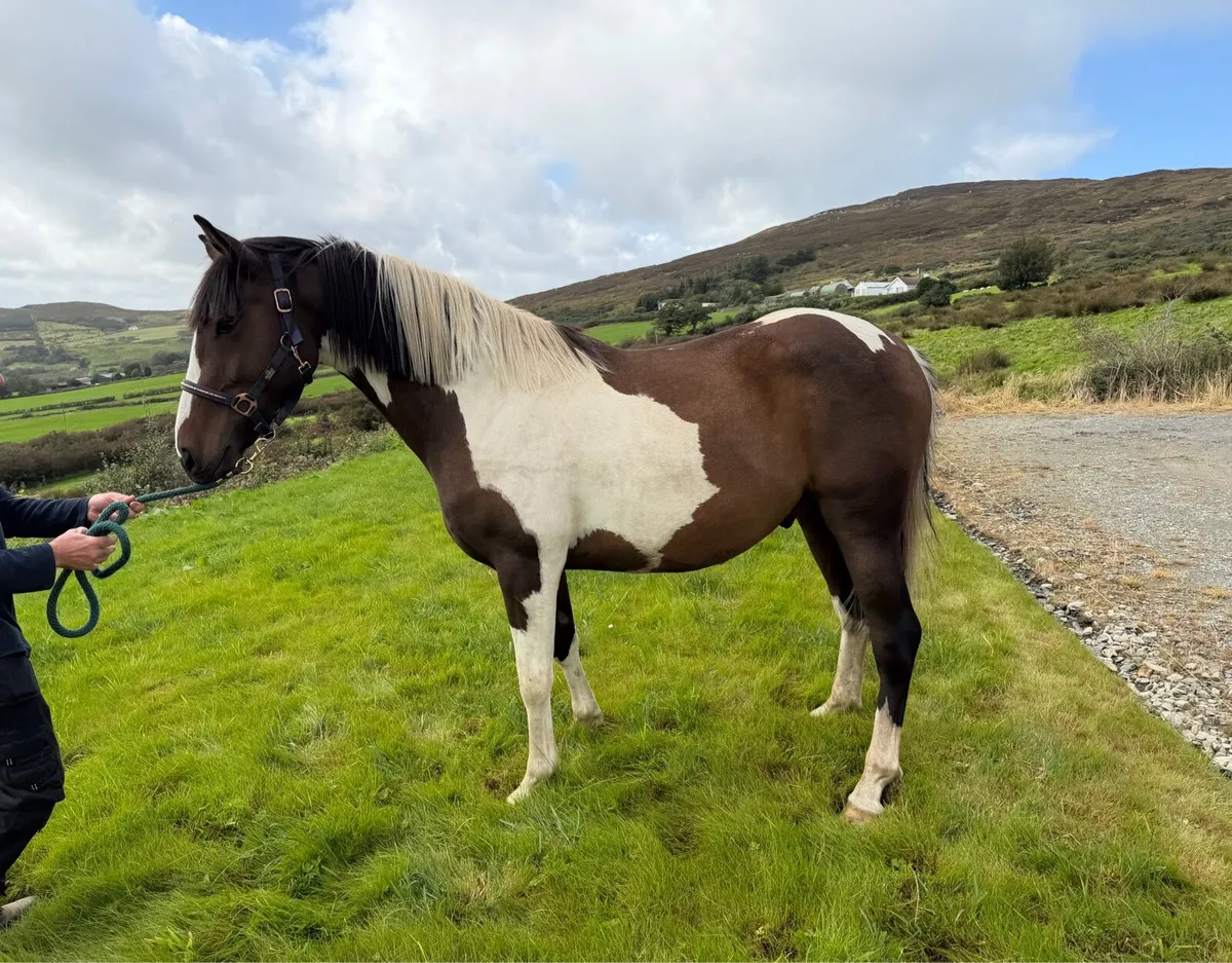 4 Year Old 15hh Skewbald Coloured Gelding - Image 2
