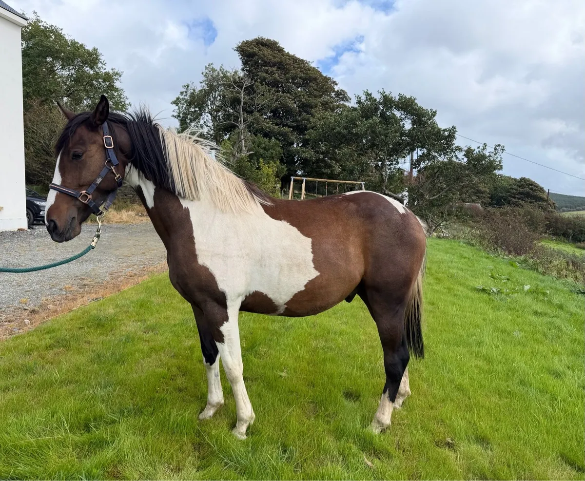 4 Year Old 15hh Skewbald Coloured Gelding - Image 3