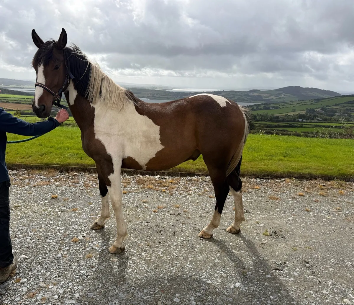 4 Year Old 15hh Skewbald Coloured Gelding - Image 4