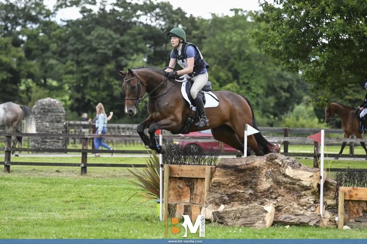 Top class 9yr mare - Image 2