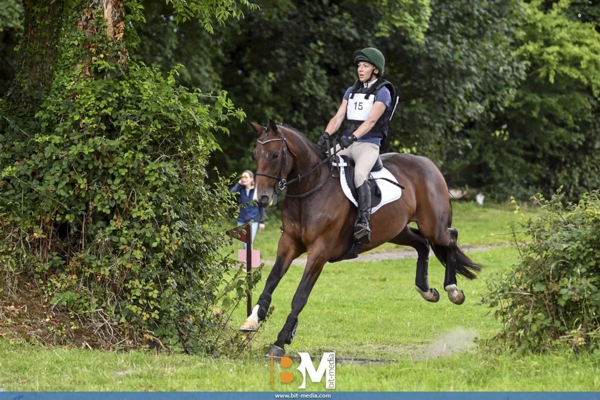 Top class 9yr mare - Image 3