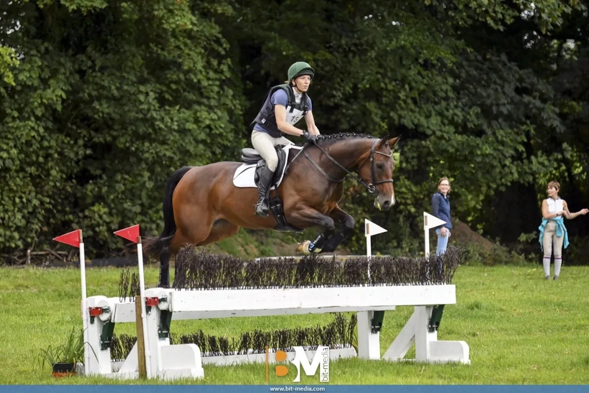 Top class 9yr mare - Image 4