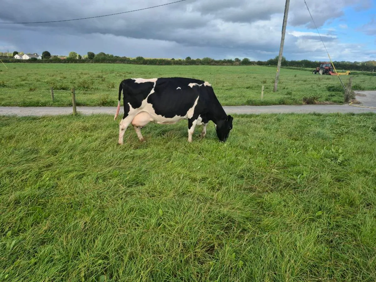 COWS - Image 2