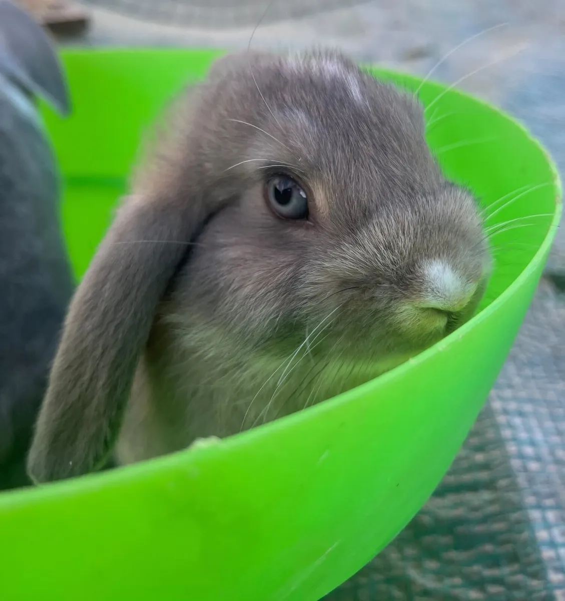 Rabbits - Image 1