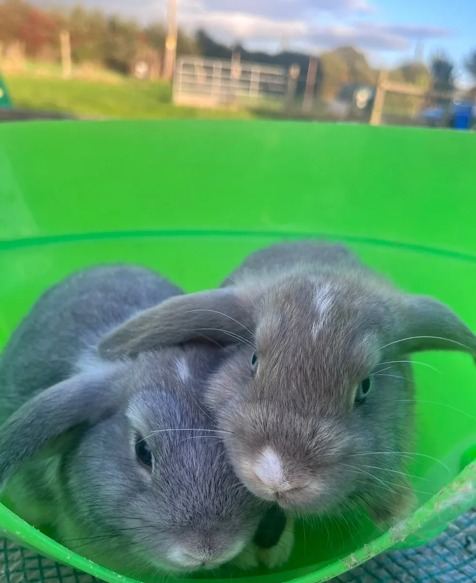 Rabbits - Image 2